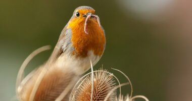 Does it pay to be an early bird Isa investor? Why racing to use up your new tax allowance is worth doing