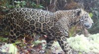 Elusive 'cloud jaguar' caught on film for first time in decade, prowling in fabled mountain range