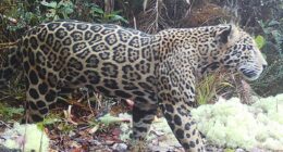 Elusive 'cloud jaguar' caught on film for first time in decade, prowling in fabled mountain range
