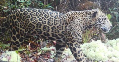 Elusive 'cloud jaguar' caught on film for first time in decade, prowling in fabled mountain range