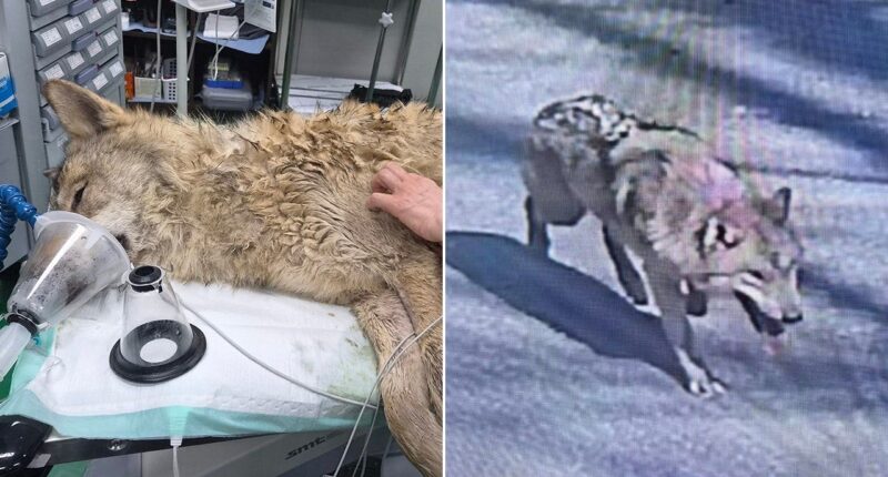 Escaped wolf Neukgu returned to South Korean zoo after nine-day search involving thermal imaging drones