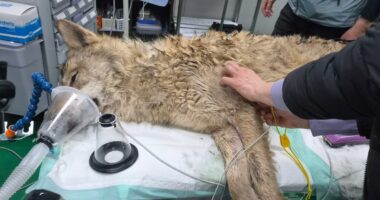 Escaped wolf safely returns to South Korean zoo after intense nine-day search