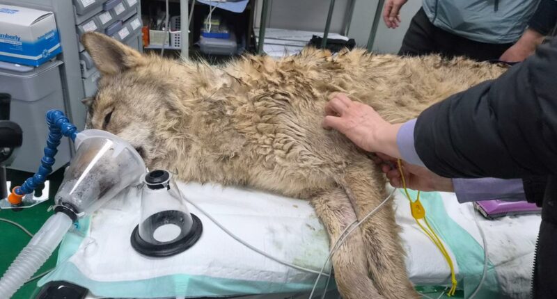 Escaped wolf safely returns to South Korean zoo after intense nine-day search