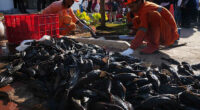 Explosion of invasive 'janitor fish' sparks mass removal operation in Indonesia's capital