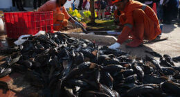 Explosion of invasive 'janitor fish' sparks mass removal operation in Indonesia's capital