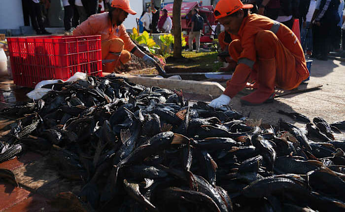 Explosion of invasive 'janitor fish' sparks mass removal operation in Indonesia's capital