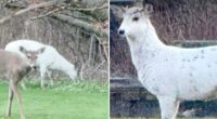 Extremely rare piebald deer couple found roaming Long Island