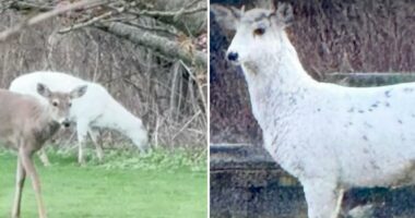 Extremely rare piebald deer couple found roaming Long Island