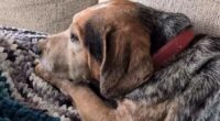 Family reunited with dog after alleged AI scam falsely claimed pet was injured