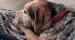 Family reunited with dog after alleged AI scam falsely claimed pet was injured