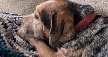 Family reunited with dog after alleged AI scam falsely claimed pet was injured