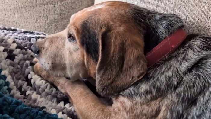Family reunited with dog after alleged AI scam falsely claimed pet was injured
