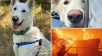 Final displaced dog from Eaton Fire finds a forever home