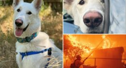 Final displaced dog from Eaton Fire finds a forever home