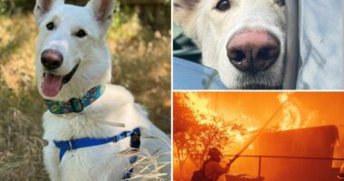 Final displaced dog from Eaton Fire finds a forever home