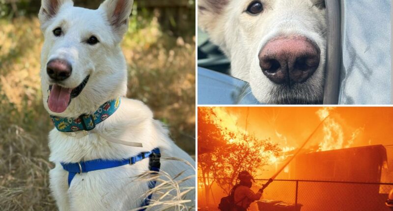 Final displaced dog from Eaton Fire finds a forever home