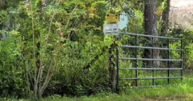 Flagler County deputy in hot water after 11-year-old grazed by bullet