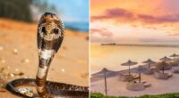 German tourist dies at Egypt resort after cobra from snake show climbs up pants, bites him