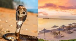 German tourist dies at Egypt resort after cobra from snake show climbs up pants, bites him
