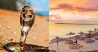 German tourist dies at Egypt resort after cobra from snake show climbs up pants, bites him