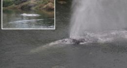 Gray whale that swam 20 miles up a Washington state river is found dead