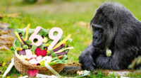 Happy 69th birthday to Fatou, the world's oldest gorilla living in captivity