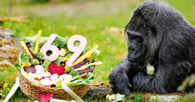 Happy 69th birthday to Fatou, the world's oldest gorilla living in captivity