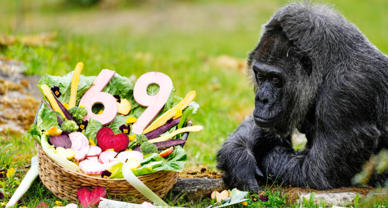 Happy 69th birthday to Fatou, the world's oldest gorilla living in captivity