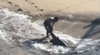 Dramatic video captures young fisherman battling waves to free great white shark