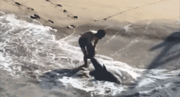Dramatic video captures young fisherman battling waves to free great white shark
