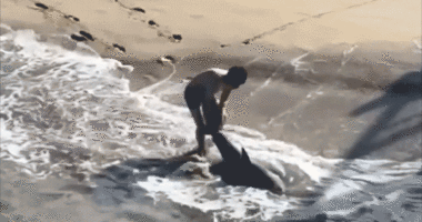 Dramatic video captures young fisherman battling waves to free great white shark