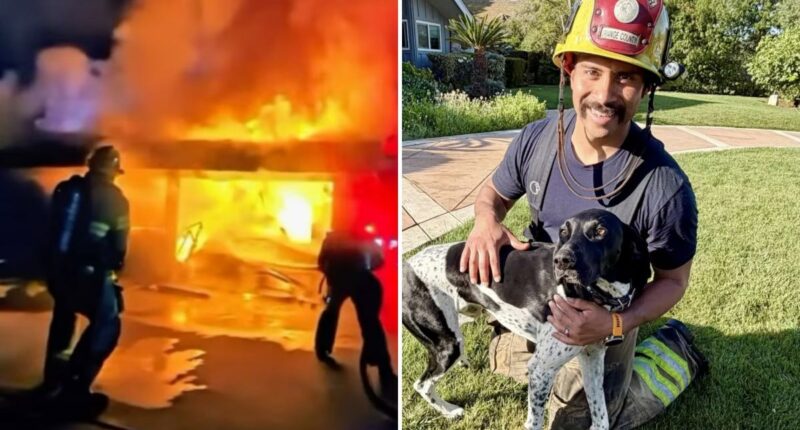 'Hero Hound' sounds alarm, saves family from devastating inferno