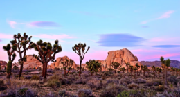 Hiker stumbles on human skull in iconic desert as mystery grows and detectives open homicide probe