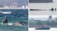 How German rescuers plan to use air cushions to save Timmy the stranded, sick whale