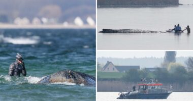 How German rescuers plan to use air cushions to save Timmy the stranded, sick whale