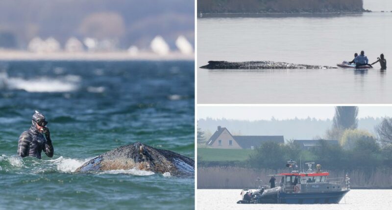 How German rescuers plan to use air cushions to save Timmy the stranded, sick whale