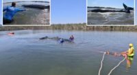 Humpback whale rescued after becoming stranded on Australian beach
