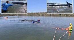Humpback whale rescued after becoming stranded on Australian beach