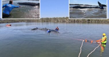 Humpback whale rescued after becoming stranded on Australian beach