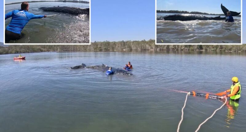 Humpback whale rescued after becoming stranded on Australian beach