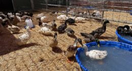 Hundreds of ducks adopted from California sanctuary meet horrific fate