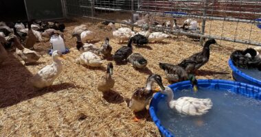 Hundreds of ducks adopted from California sanctuary meet horrific fate