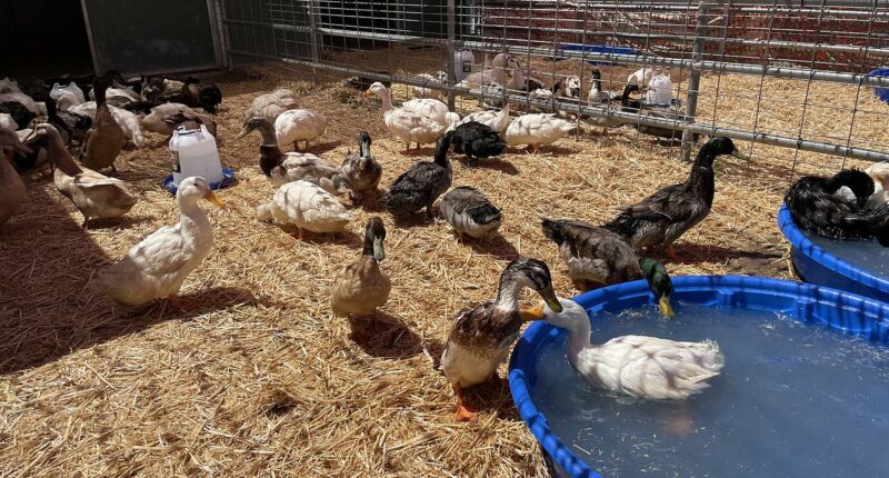 Hundreds of ducks adopted from California sanctuary meet horrific fate