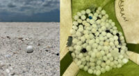 Hundreds of mothballs illegally scattered on Florida beach