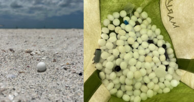 Hundreds of mothballs illegally scattered on Florida beach