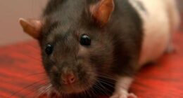 Hundreds of rodent droppings found at Central Florida restaurants last week