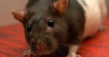 Hundreds of rodent droppings found at Central Florida restaurants last week