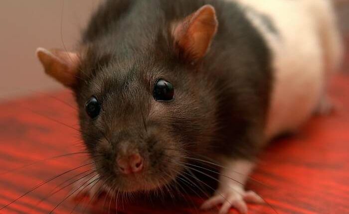 Hundreds of rodent droppings found at Central Florida restaurants last week