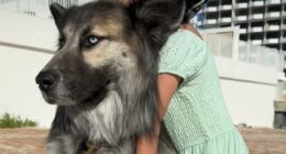Husky spotted wandering Arizona desert after owners were DEPORTED