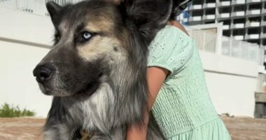 Husky spotted wandering Arizona desert after owners were DEPORTED